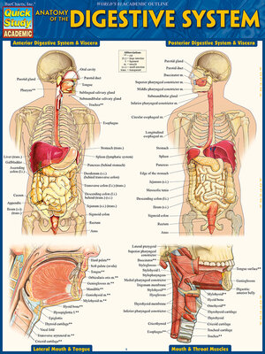 cover image of Anatomy of the Digestive System